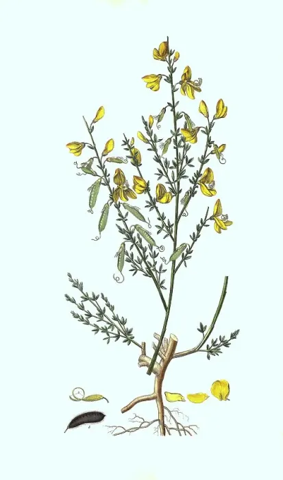 Framed Print : Broom, Cytisus scoparius, more precisely common broom Framed Print : Broom, Cytisus scoparius, more precisely common broom
