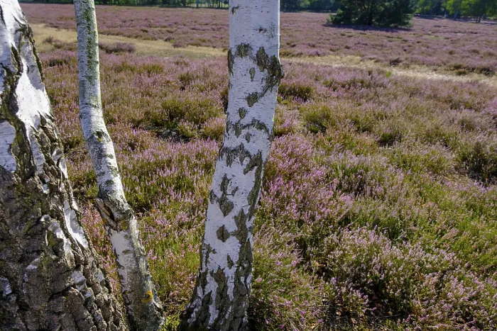 Framed Print : Broom heather blossom, Nemitzer Heide