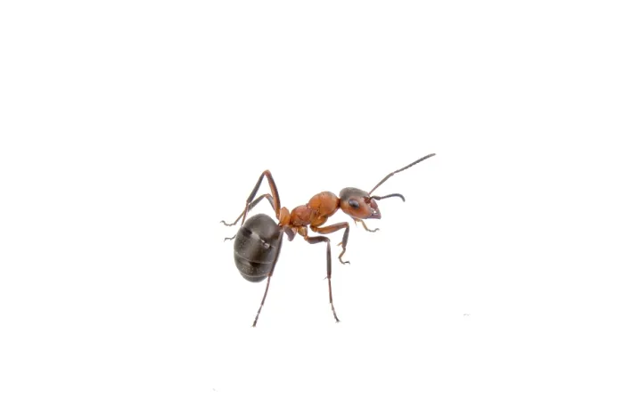 Framed Print : Brown ant isolated on a white background