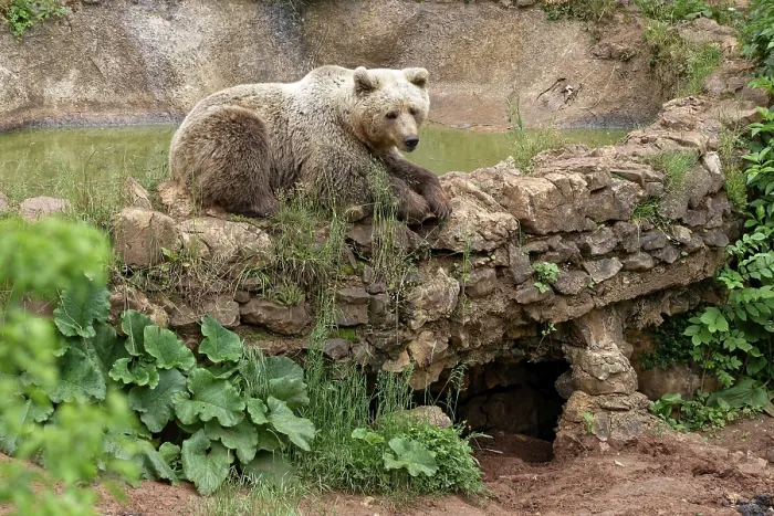 Framed Print : Brown bear in the bear sanctuary of Keterevo Framed Print : Brown bear in the bear sanctuary of Keterevo