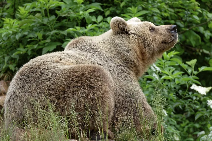 Framed Print : Brown bear in the bear sanctuary of Keterevo