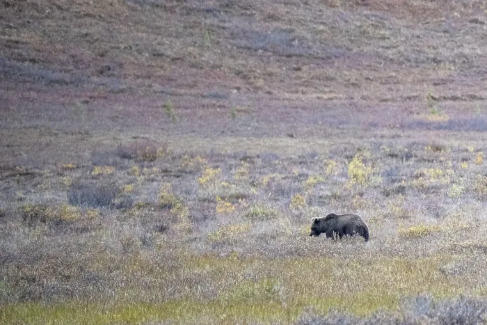 Framed Print : Brown bear, grizzly (Ursus arctos) in the autumn tundra