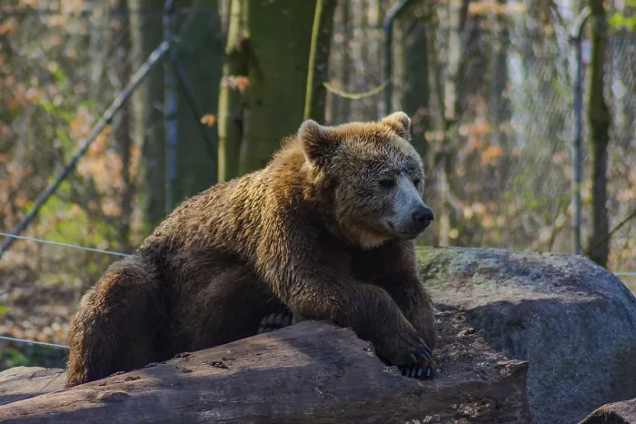 Framed Print : Brown bear resting on a log in the forest