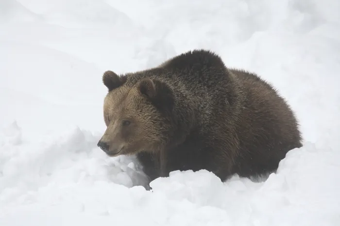 Framed Print : Brown bear in the snow Framed Print : Brown bear in the snow
