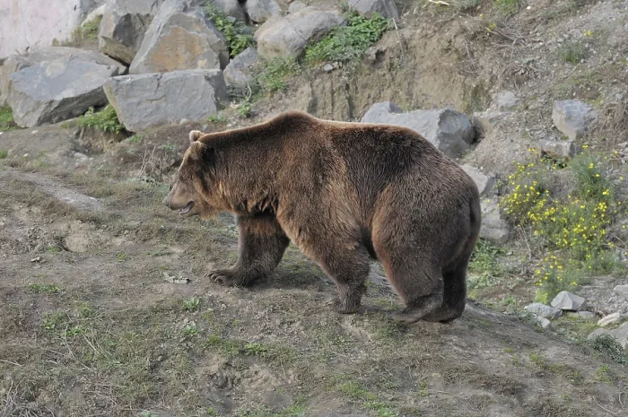 Framed Print : Brown bear (Ursus arctos)