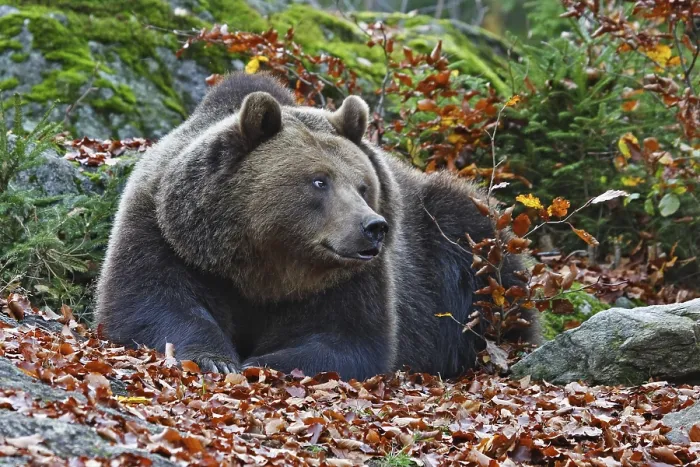 Framed Print : Brown bear, Ursus arctos