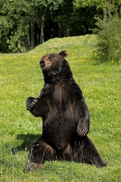 Framed Print : Brown Bear (ursus arctos), Adult sitting on Grass