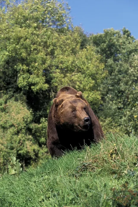 Framed Print : Brown Bear (ursus arctos), Adult standing on Grass