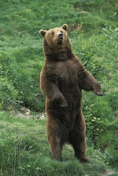 Framed Print : Brown Bear (ursus arctos), Adult standing on Hind Legs Framed Print : Brown Bear (ursus arctos), Adult standing on Hind Legs