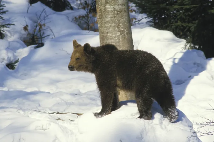Framed Print : Brown Bear (ursus arctos), Adult standing on Snow