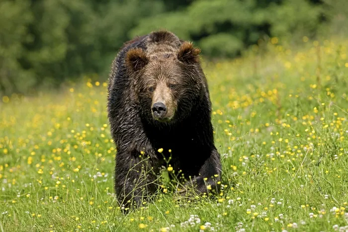 Framed Print : BROWN BEAR (ursus arctos), ADULT WALKING THROUGH MEADOW