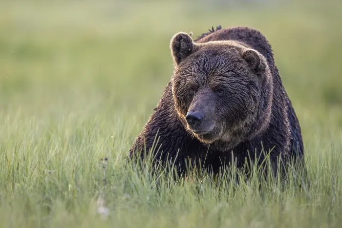 Framed Print : Brown bear (Ursus arctos), alpha bear Framed Print : Brown bear (Ursus arctos), alpha bear