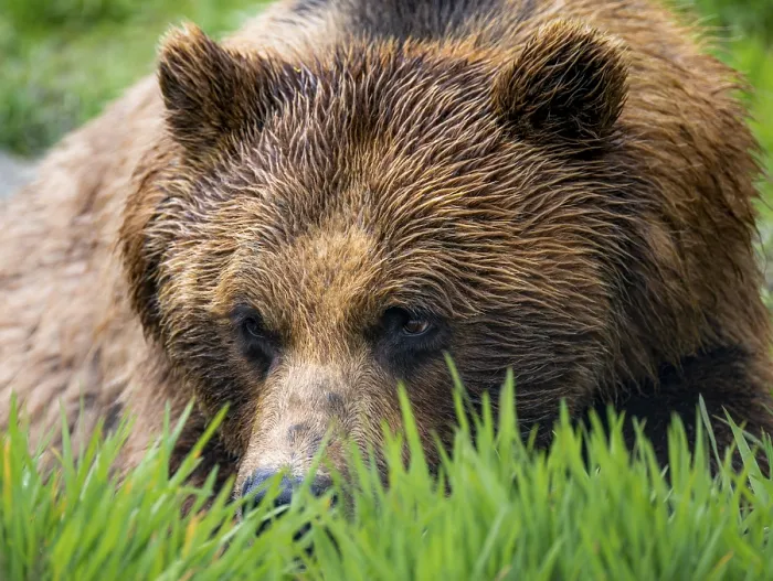 Framed Print : Brown bear (Ursus arctos), animal portrait Framed Print : Brown bear (Ursus arctos), animal portrait