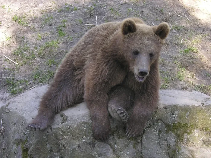 Framed Print : Brown bear (Ursus arctos arctos) Framed Print : Brown bear (Ursus arctos arctos)