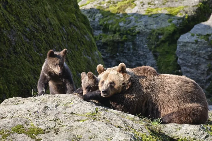 Framed Print : Brown bear (Ursus arctos), bear with cubs