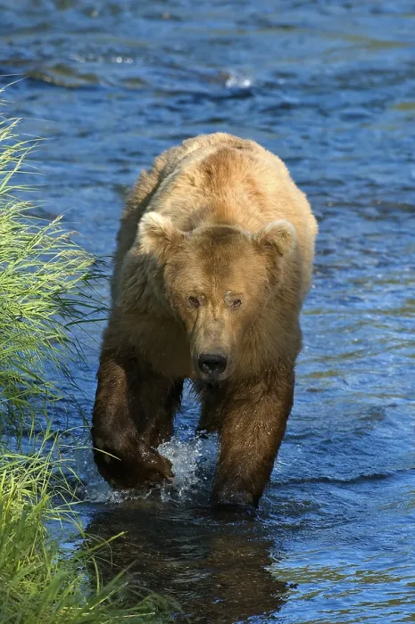 Framed Print : Brown Bear (Ursus arctos), Brooks River