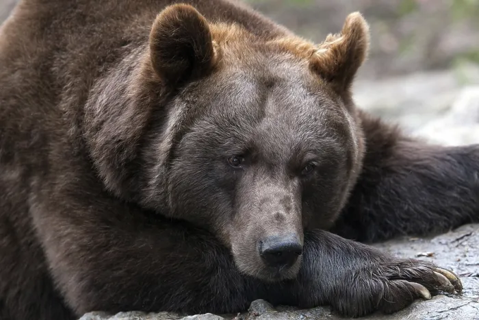 Framed Print : Brown bear (Ursus arctos), captive Framed Print : Brown bear (Ursus arctos), captive