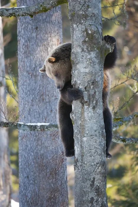 Framed Print : Brown bear (Ursus arctos) climbing a tree
