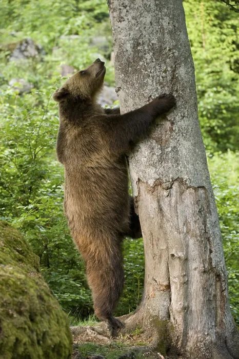 Framed Print : Brown Bear (Ursus arctos) climbing a tree