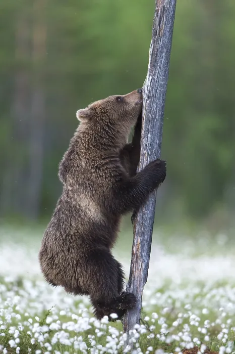 Framed Print : Brown Bear (Ursus arctos) climbing tree trunk in cotton grass