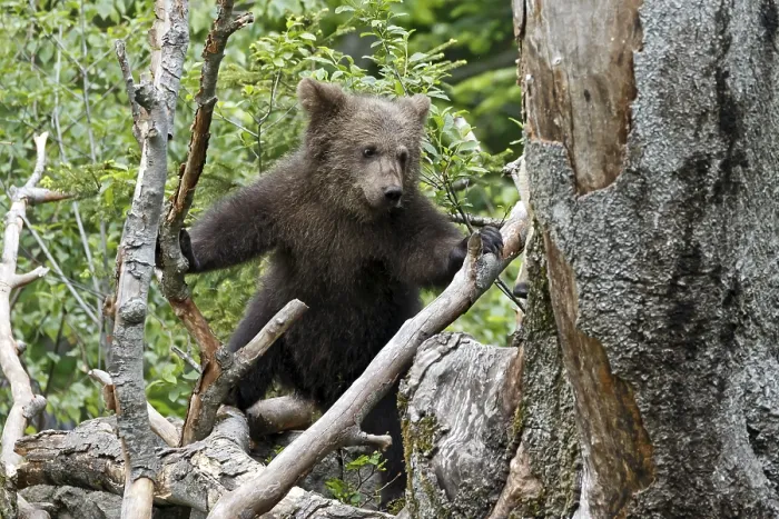 Framed Print : Brown bear (Ursus arctos) cub climbing tree