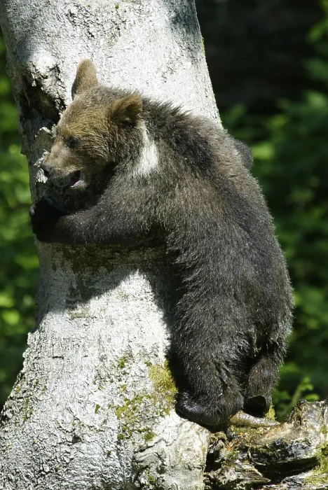 Framed Print : Brown bear (Ursus arctos) enclosure / zoo