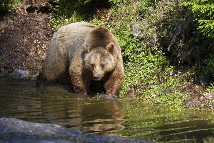 Framed Print : Brown bear (Ursus arctos), female bear