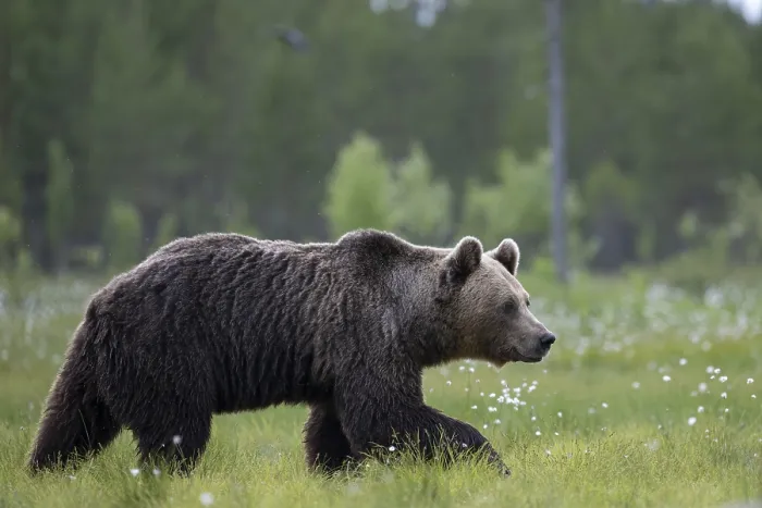 Framed Print : Brown bear (Ursus arctos) in the Finnish taiga Framed Print : Brown bear (Ursus arctos) in the Finnish taiga
