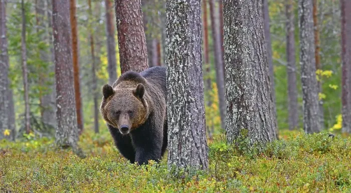 Framed Print : Brown bear (Ursus arctos) in forest