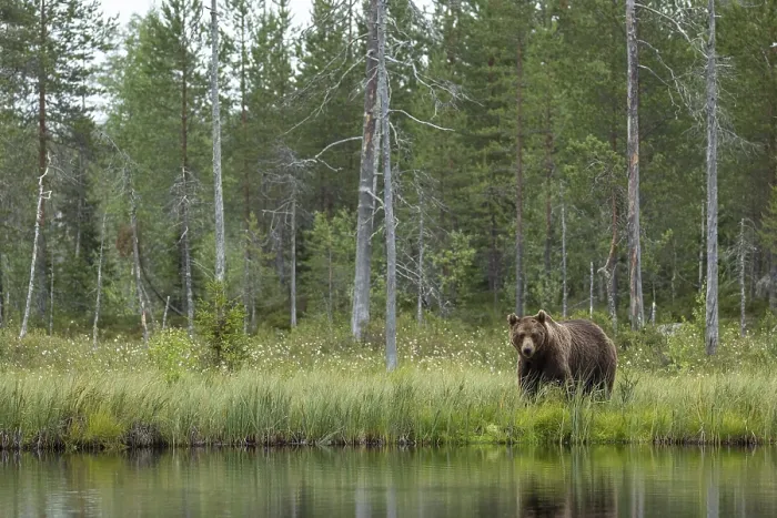 Framed Print : Brown Bear (Ursus arctos), on forest Framed Print : Brown Bear (Ursus arctos), on forest