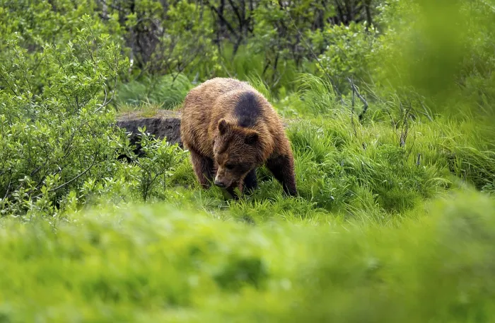 Framed Print : Brown bear (Ursus arctos) in the grass in spring Framed Print : Brown bear (Ursus arctos) in the grass in spring