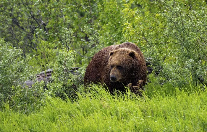 Framed Print : Brown bear (Ursus arctos) in the grass in spring Framed Print : Brown bear (Ursus arctos) in the grass in spring