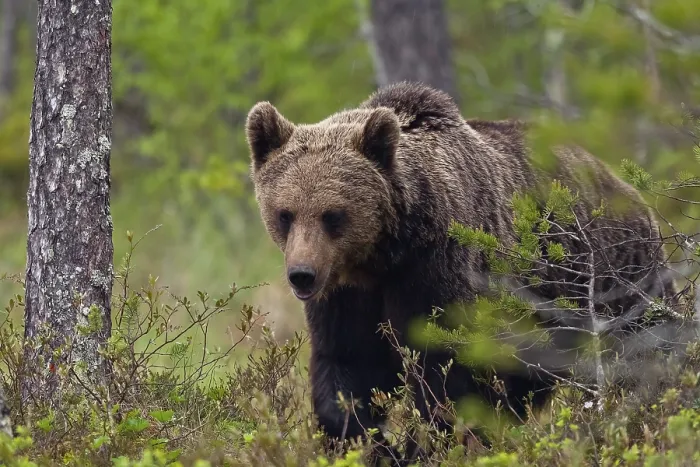 Framed Print : Brown bear (Ursus arctos), Kainuu
