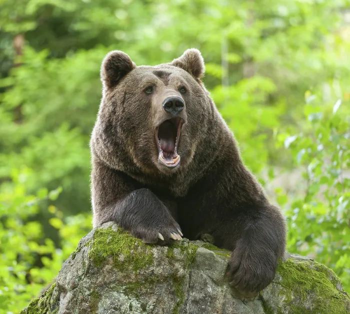 Framed Print : Brown bear (Ursus arctos) lying on a moss-covered rock and yawning