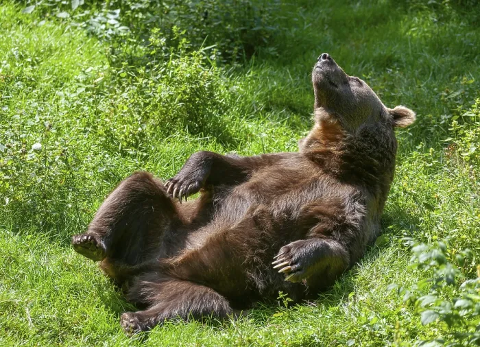 Framed Print : Brown bear (Ursus arctos) lying on its back on a forest meadow and letting the sun shine on its belly