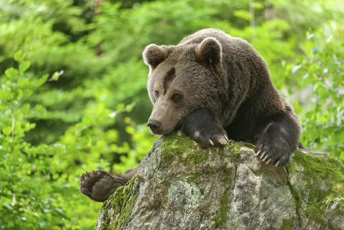Framed Print : Brown bear (Ursus arctos) lying on a rock covered with moss Framed Print : Brown bear (Ursus arctos) lying on a rock covered with moss