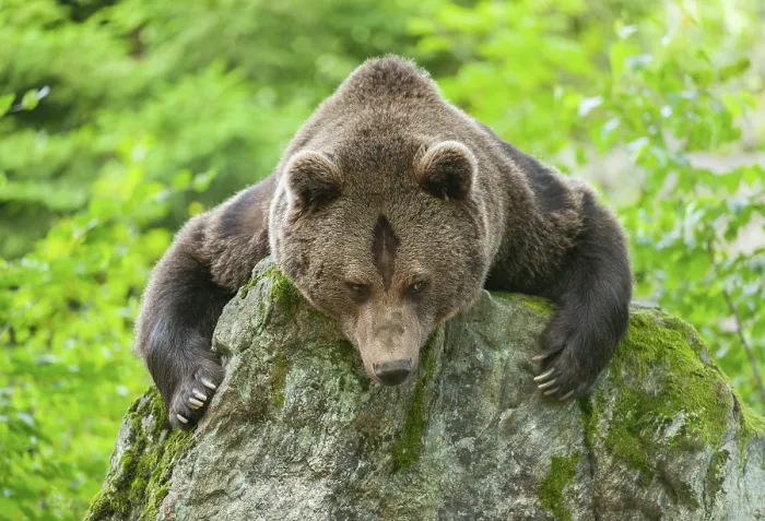 Framed Print : Brown bear (Ursus arctos) lying on a rock covered with moss