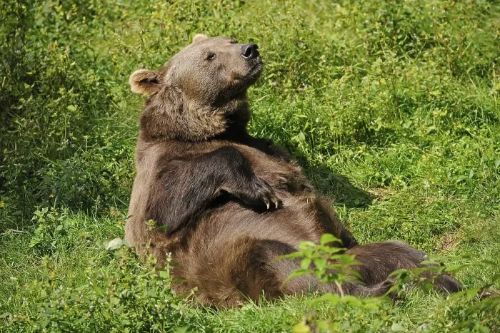 Framed Print : Brown bear (Ursus arctos) lying on his back sunbathing Framed Print : Brown bear (Ursus arctos) lying on his back sunbathing