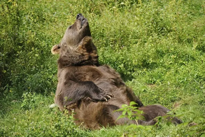 Framed Print : Brown bear (Ursus arctos) lying on his back sunbathing
