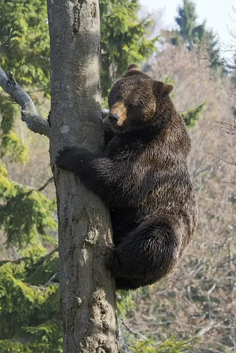 Framed Print : Brown bear (Ursus arctos), male climbing tree Framed Print : Brown bear (Ursus arctos), male climbing tree