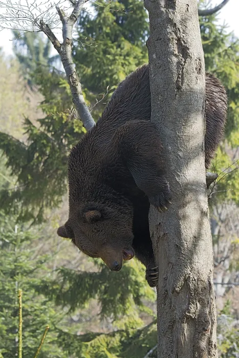 Framed Print : Brown bear (Ursus arctos), male climbing tree