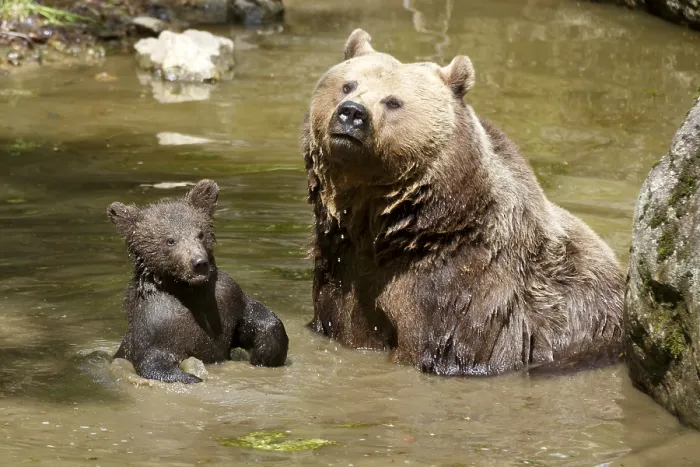 Framed Print : Brown bear (Ursus arctos), mother with cubs