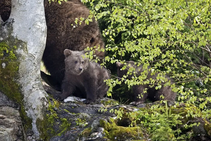 Framed Print : Brown bear (Ursus arctos), mother with cubs