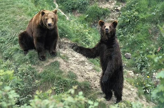 Framed Print : BROWN BEAR (ursus arctos), PAIR SITTING AND STANDING ON HIND LEGS