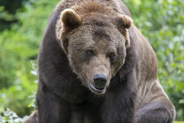 Framed Print : Brown bear (Ursus arctos) portrait