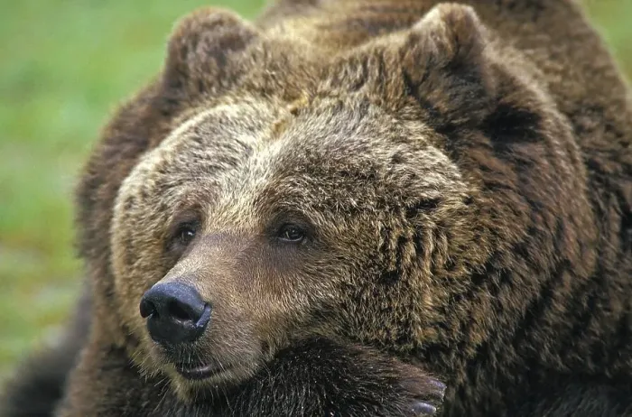 Framed Print : Brown Bear (ursus arctos), Portrait of Adult