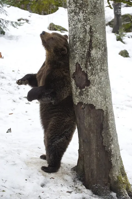 Framed Print : Brown Bear (Ursus arctos) rubbing against a tree trunk in the snow