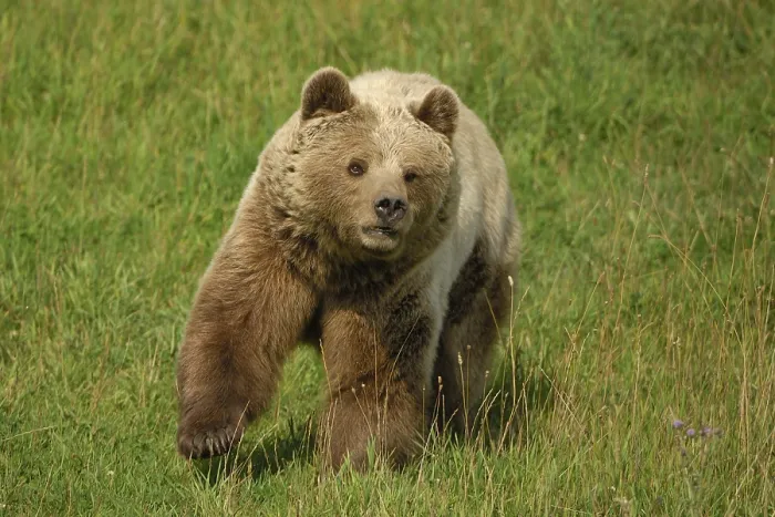 Framed Print : Brown bear (Ursus arctos), running she bear