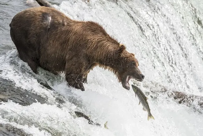 Framed Print : Brown bear (Ursus Arctos) during salmon fishing Framed Print : Brown bear (Ursus Arctos) during salmon fishing