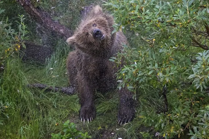 Framed Print : Brown bear (Ursus arctos) shakes body after swimming Framed Print : Brown bear (Ursus arctos) shakes body after swimming